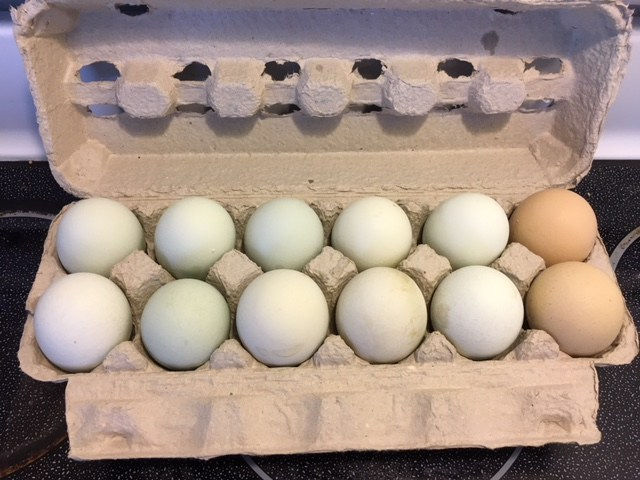 Americana Eggs