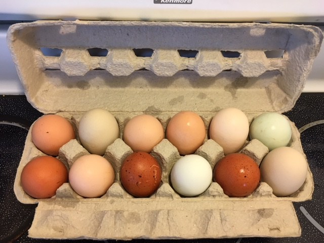 Mixed Olive-Eggers Hatching Eggs