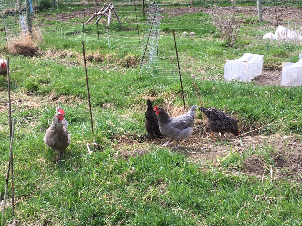 Birchen Blue Marans Hens  in the garden