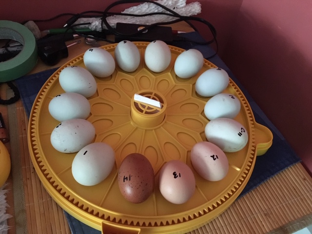 Hatching eggs in an incubator