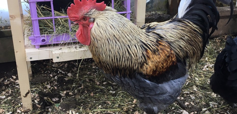 Blue Birchen Marans Rooster at Rose Hill Farm