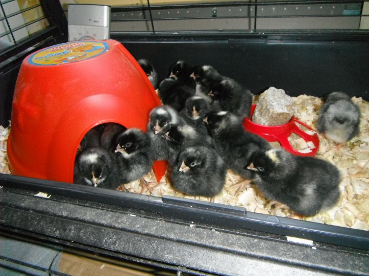 Barred Rock Chicks in a brooder cage at Rose Hill Farm