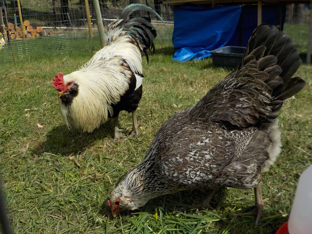 Rose Hill Farm Original Designs