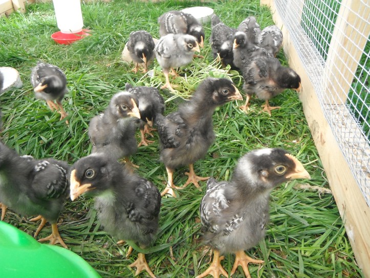 Barred Rock Chicks in Brooder - Rose Hill Farm