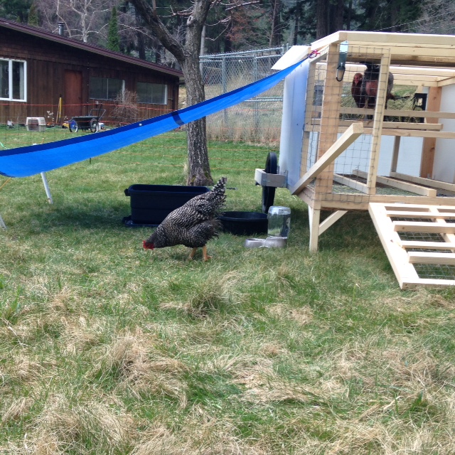 Barred Rock Hen near a mobile chicken coop - Rose Hill Farm