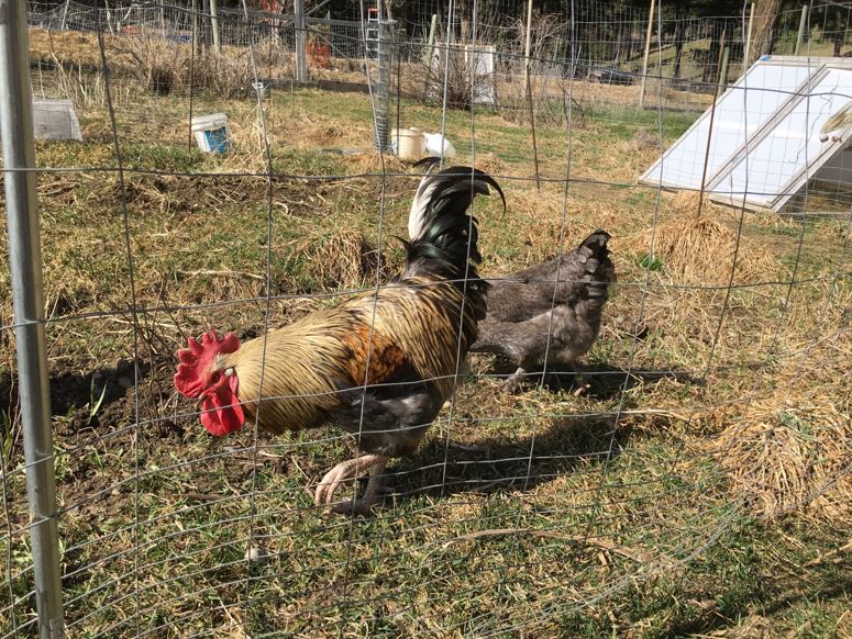 Birchen blue Marans roosters in outside pen