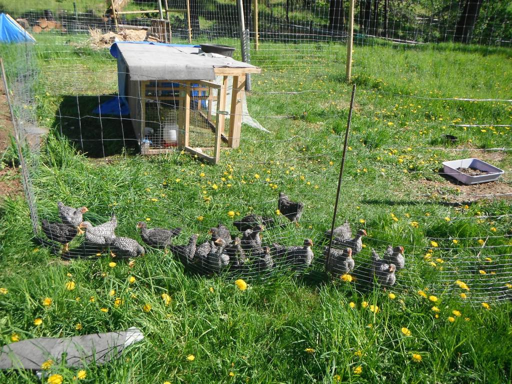 Barred Rock Chicks on Pasture - Rose Hill Farm