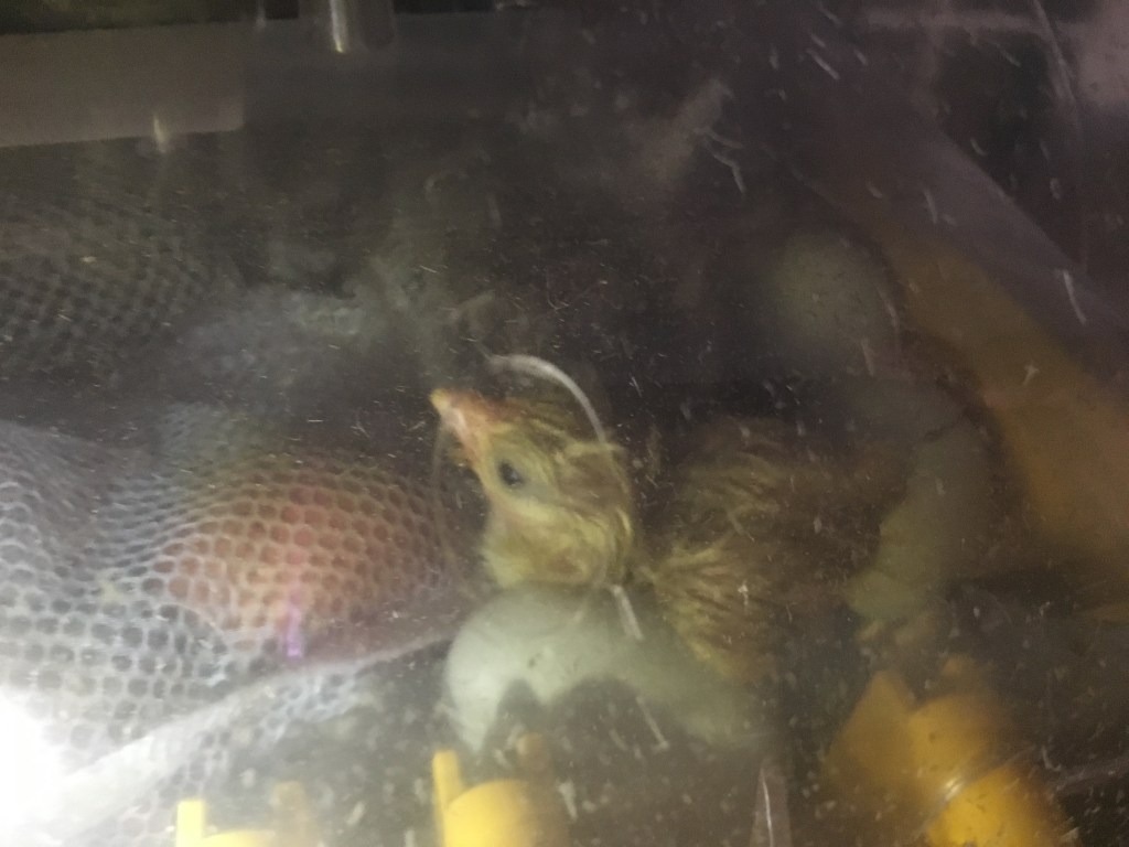 newly hatched splash Americana chick drying off in the incubator