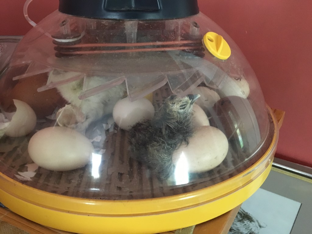 Silkie Chicks Hatching in Incubator - Rose Hill Farm
