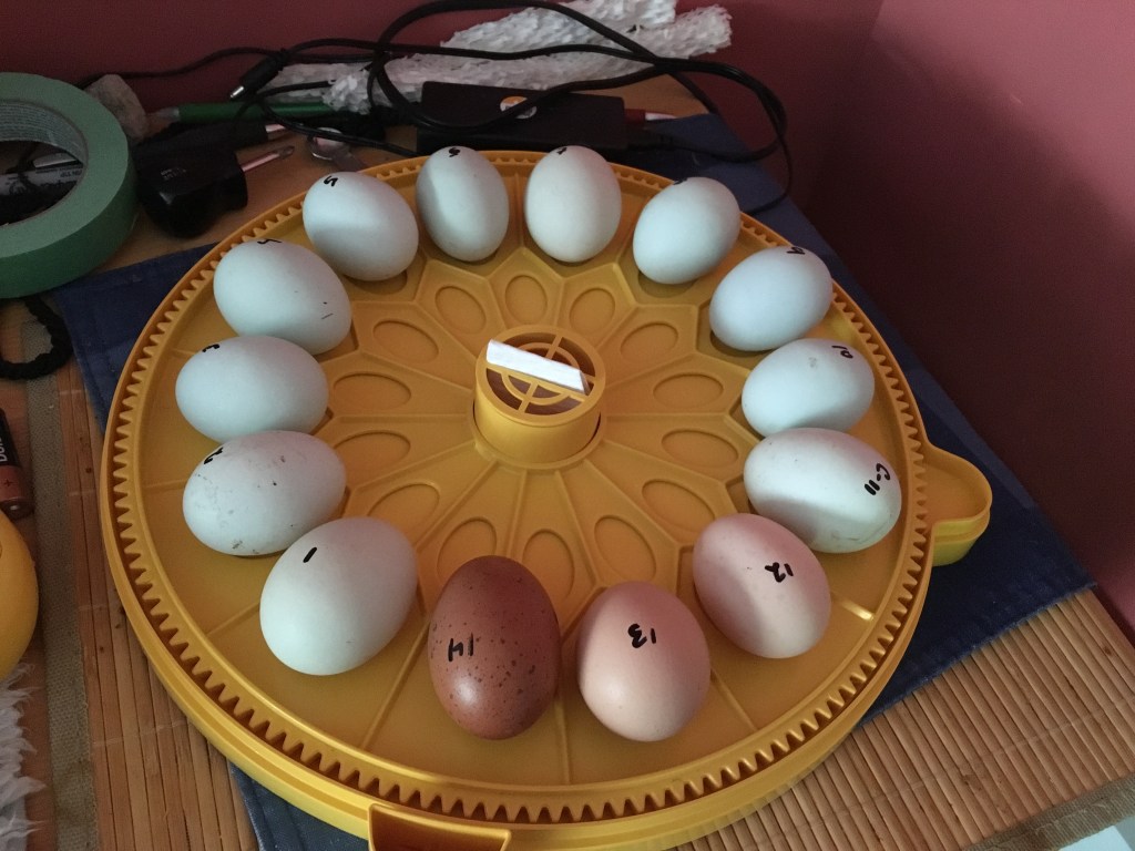 Chicken Eggs in Brinsea Maxi II Incubator - Rose Hill Farm