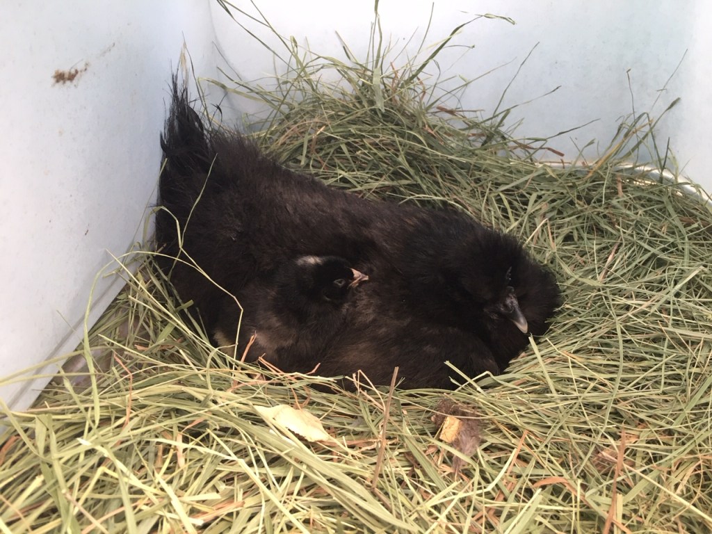 Broody Silkie hen with new chick