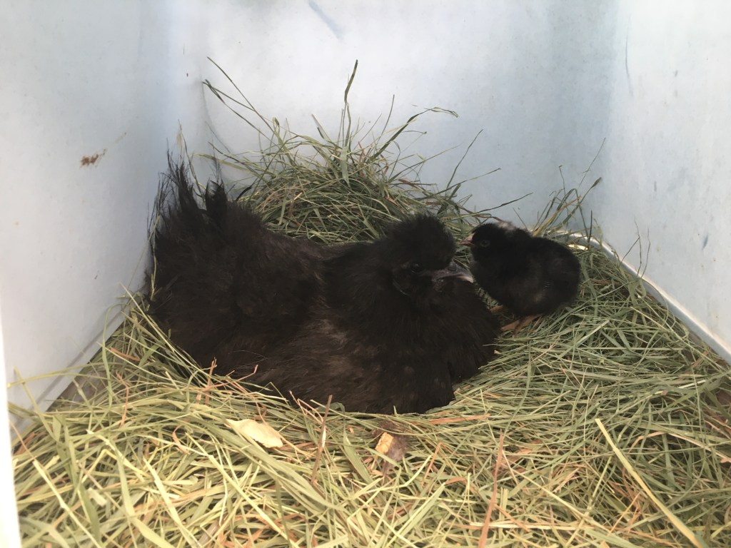 Silkie hen brooding chicks - Rose Hill Farm
