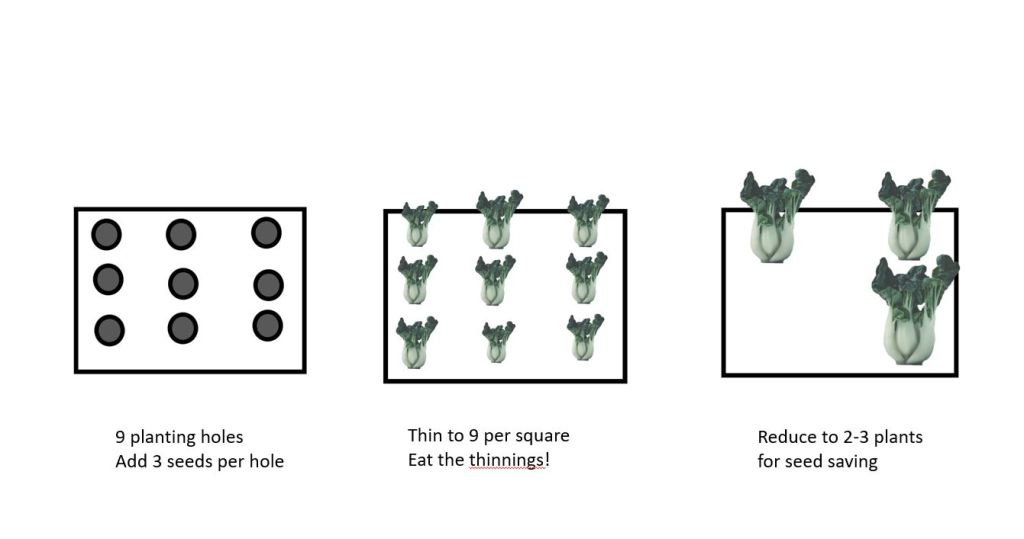 square foot planting method for pac choi