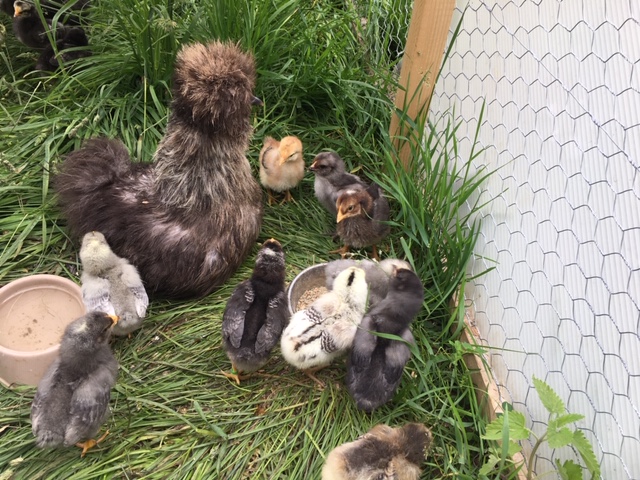 Silkie hen with adopted chicks - Rose Hill Farm
