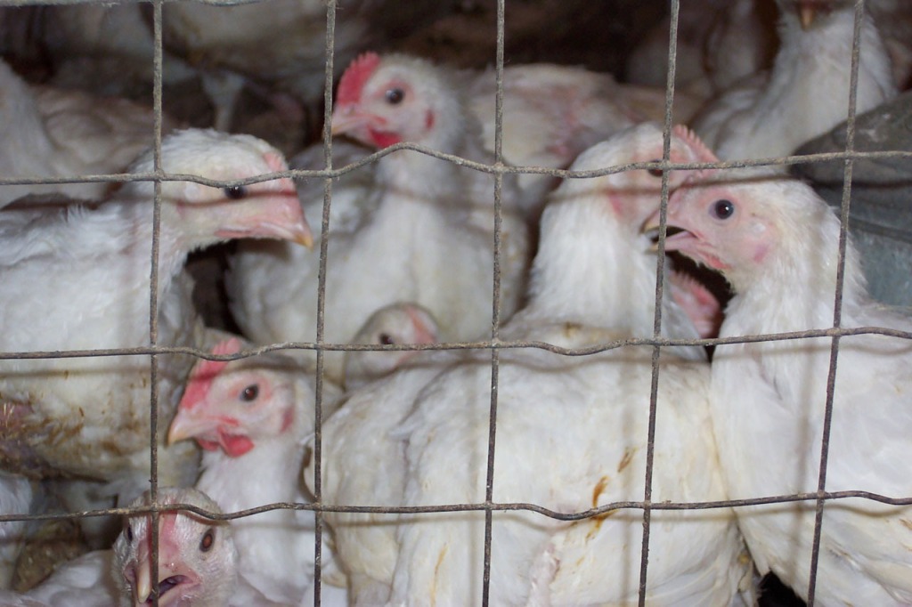 commercial broiler chicks in a cage