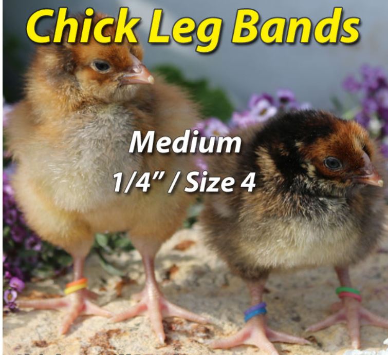 Chicks with leg bands