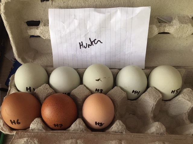 Hatching eggs - Rose Hill Farm