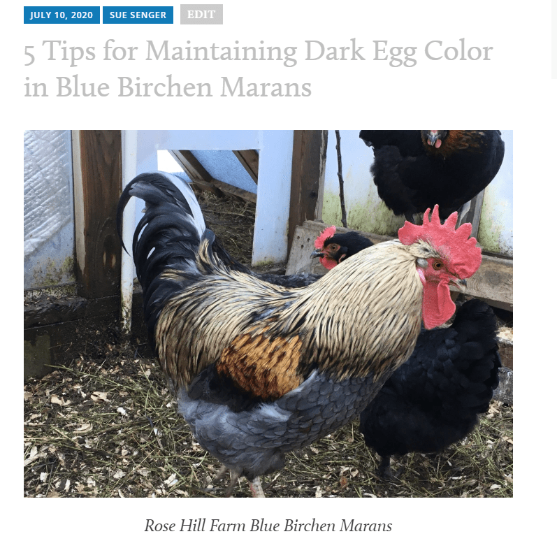 Blue Birchen Marans Rooster - Rose Hill Farm
