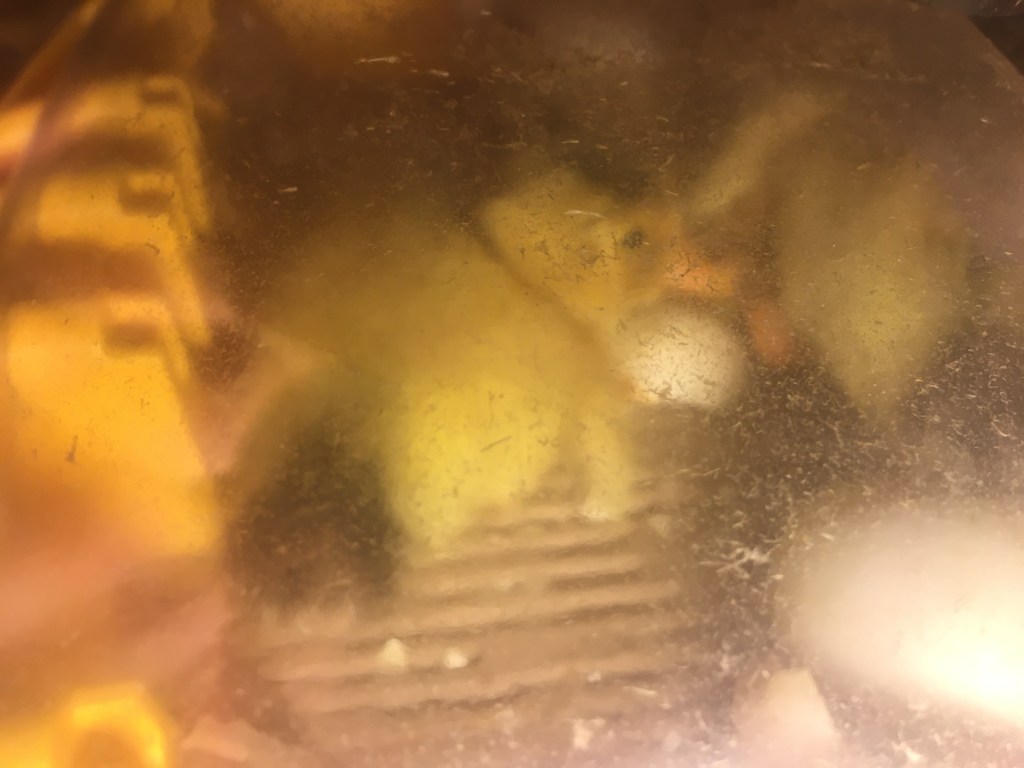 Raising Silver Appleyard Ducks - hatching ducklings