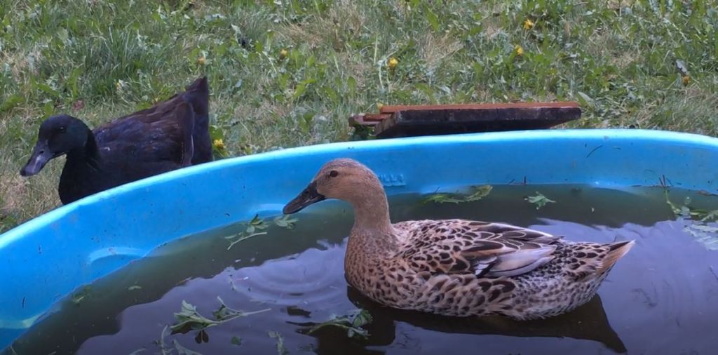 Two ducks in pool