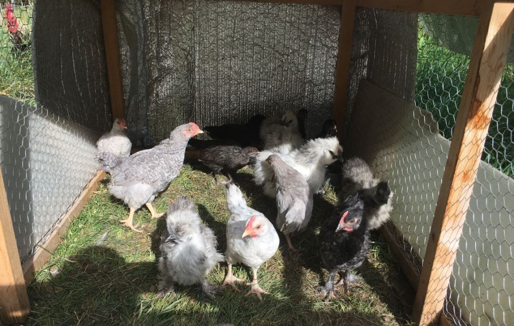 Barred Rock and Marans Chicks - 45 days old - Rose Hill Farm