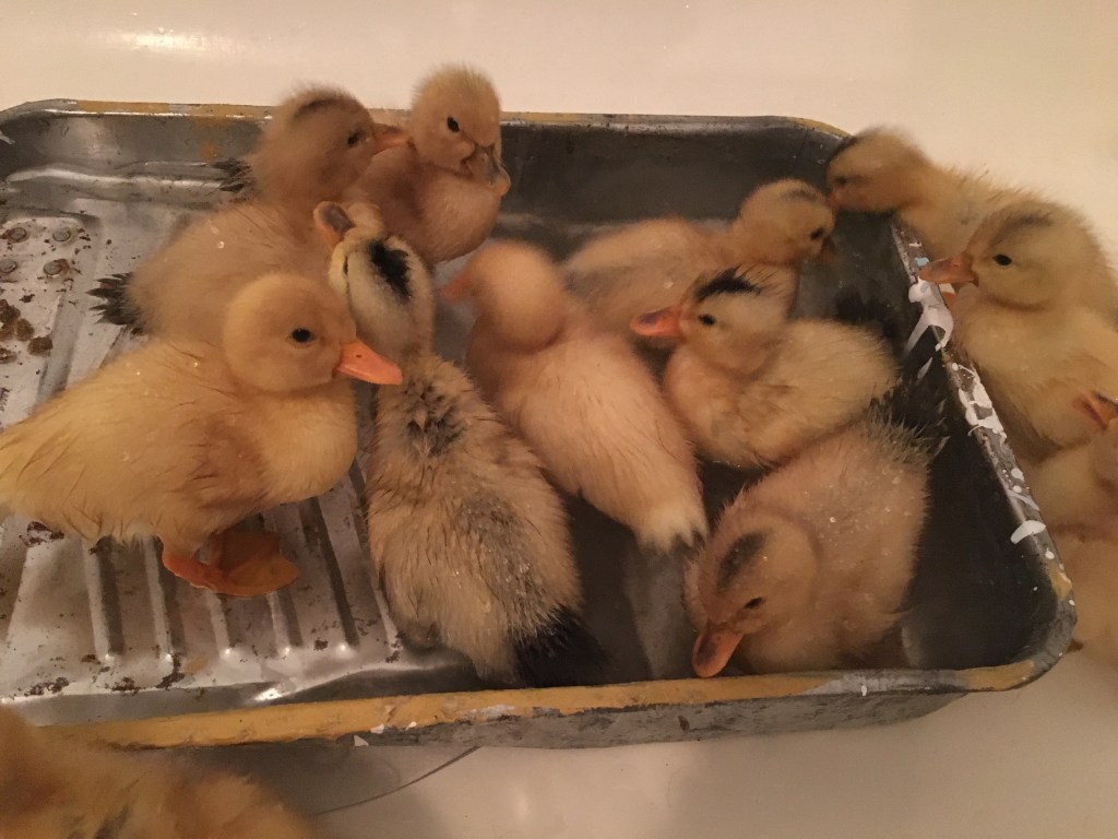 Silver Appleyard Ducklings Swimming in a painting tray