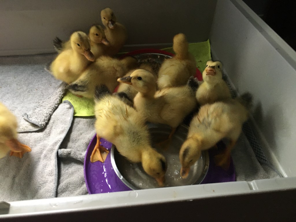 Silver Appleyard Ducklings drinking from their "messy cat" dish
