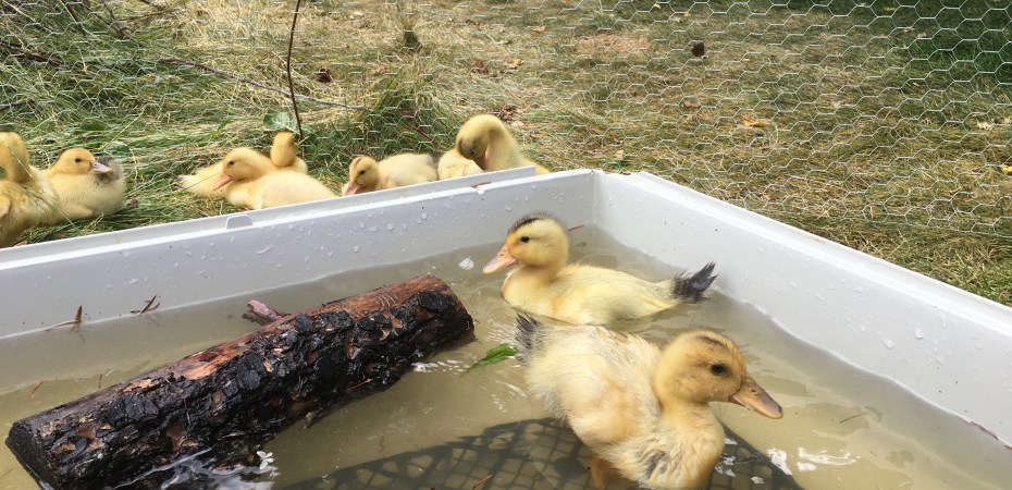 Silver Appleyard Ducklings swimming in their pool at Rose Hill Farm