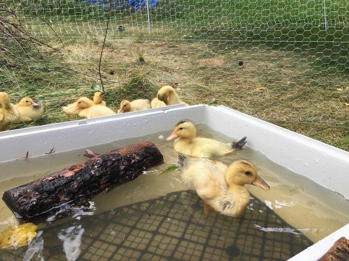 Raising Silver Appleyard Ducks