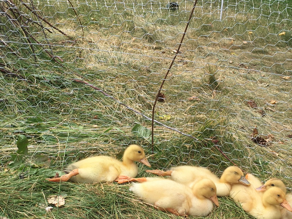 Silver Appleyard Ducklings sunbathing