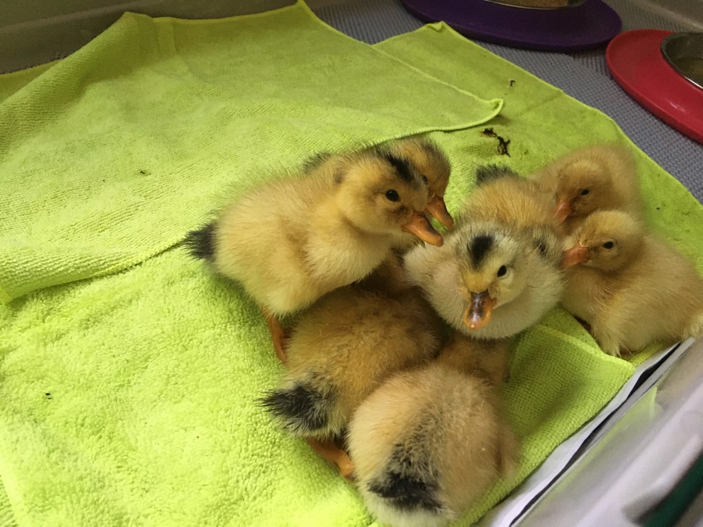 Silver Appleyard Ducklings - Rose Hill Farm 2020