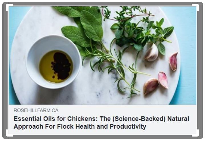 Essential oils for chickens