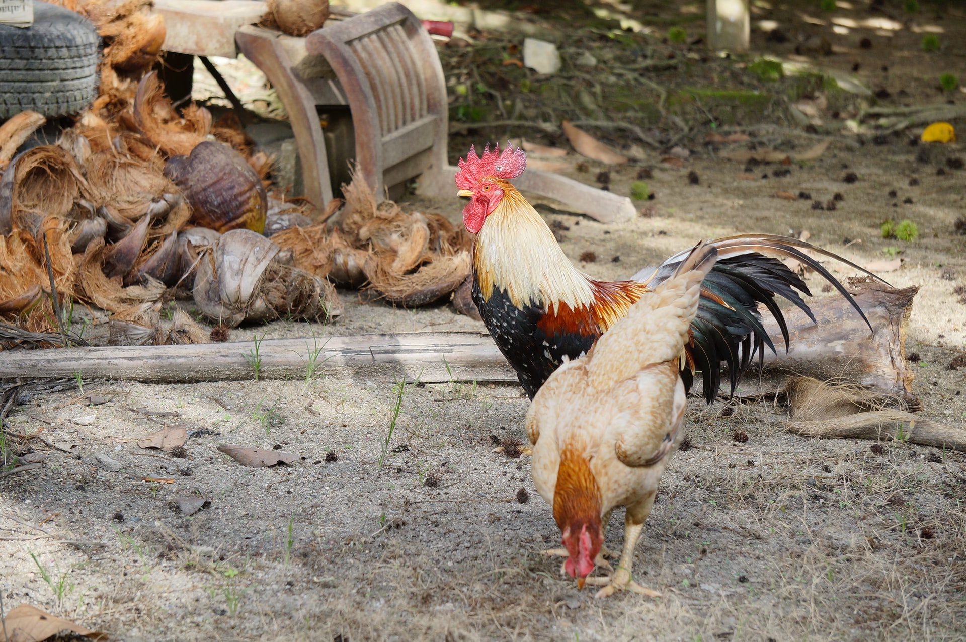 Roosters are Delightful! Why Stop at Just One? – Rose Hill Farm Roosters are Delightful! Why Stop at Just One? – Rose Hill Farm
