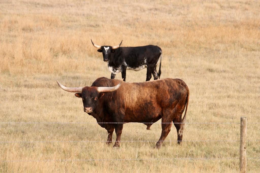 long-horn bull in a field