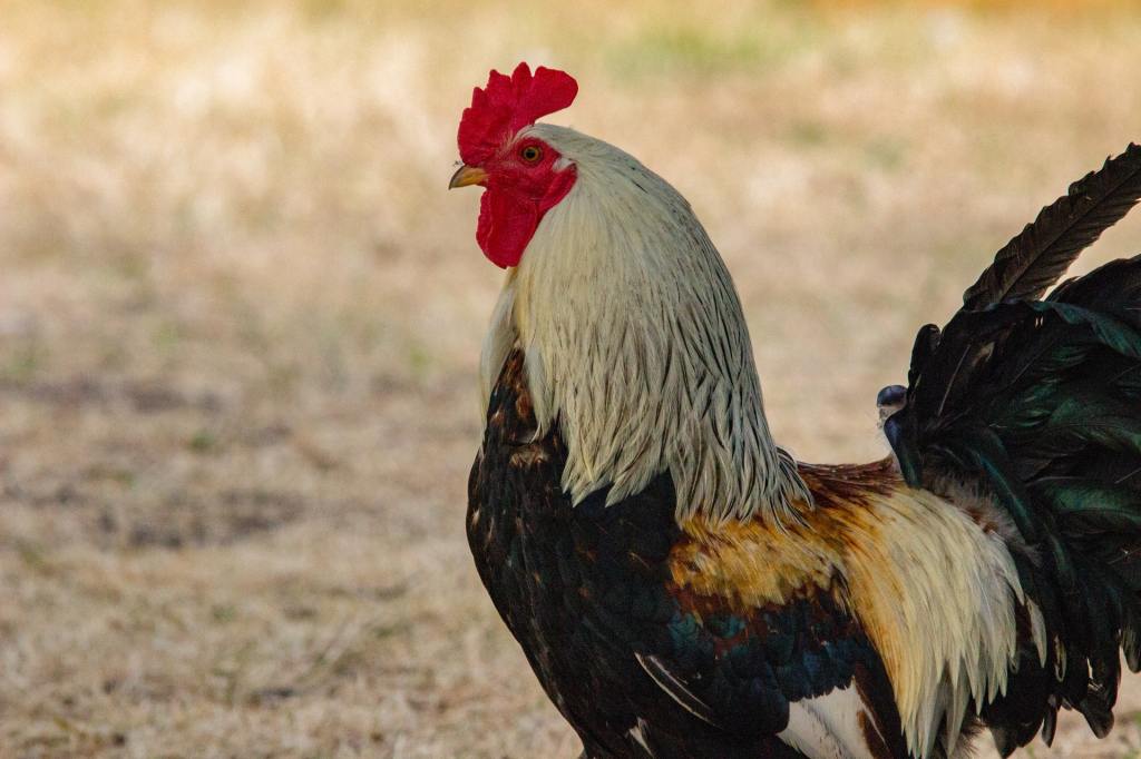Close up of a rooster