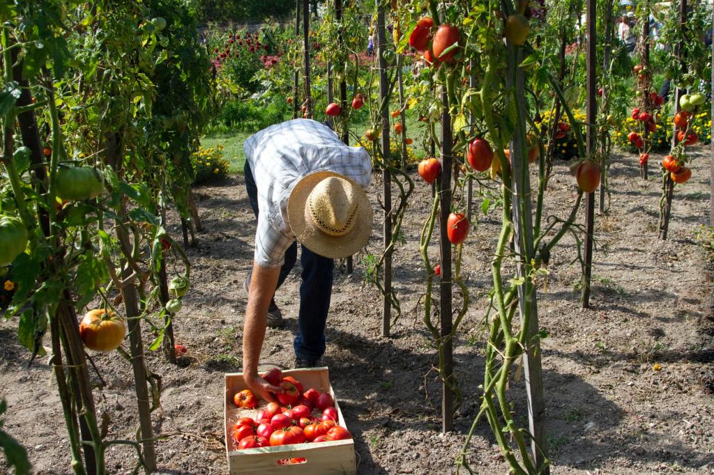 A man picking tomatoes in the garden