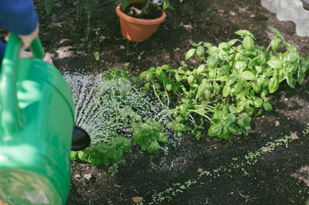Watering basil that is growing in a garden row