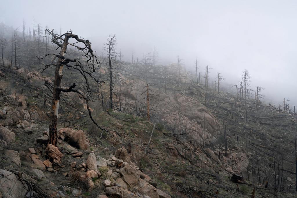 Tree skeletons burned by a wildfire