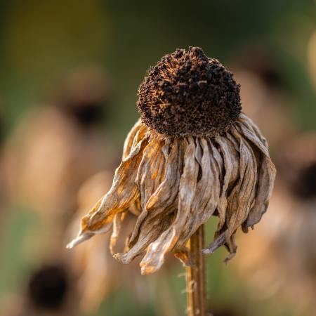Dried out echinacea flower.