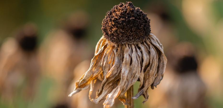 Dried out echinacea flower.