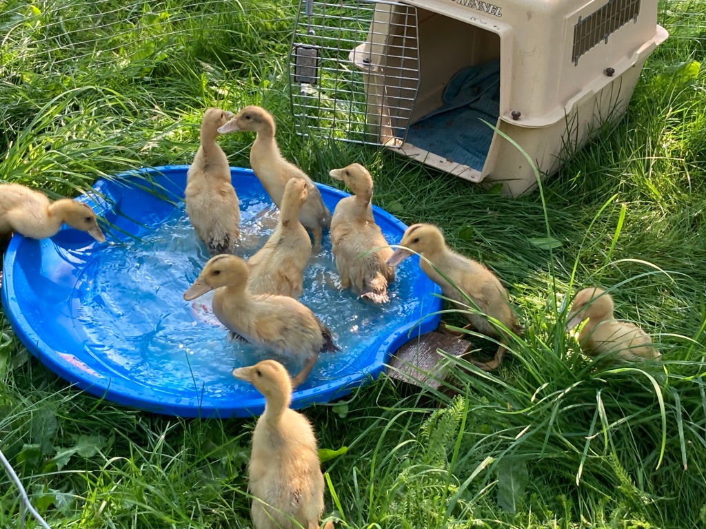 Silver Appleyard ducklings going for a swim in a saucer pool