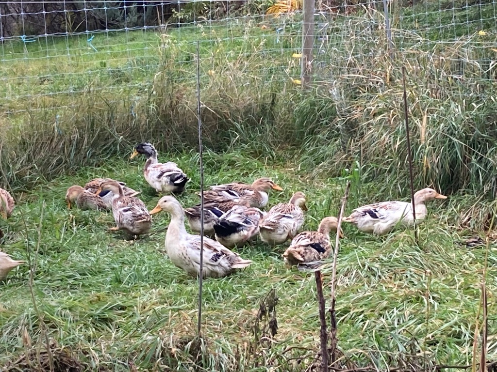 Young Silver Appleyard ducks foraging on grass