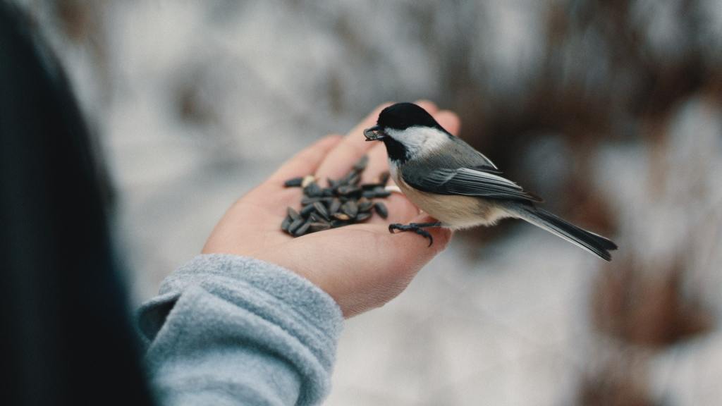 Chickadee eating sunflower seeds from someone's hand.  Controlling the food means deciding who gets to eat or what price they have to pay.