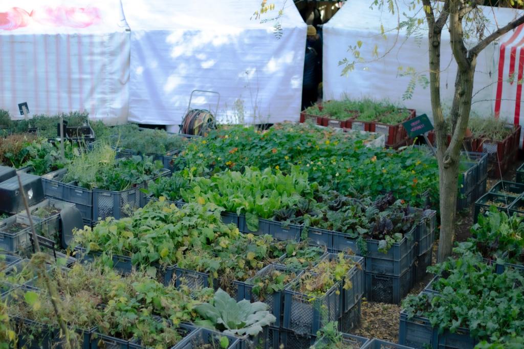 Many food plants being grown in a container garden