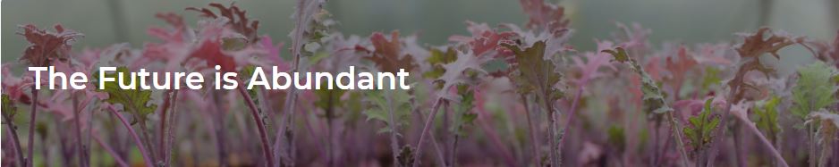 Kale seedlings.  The future is abundant