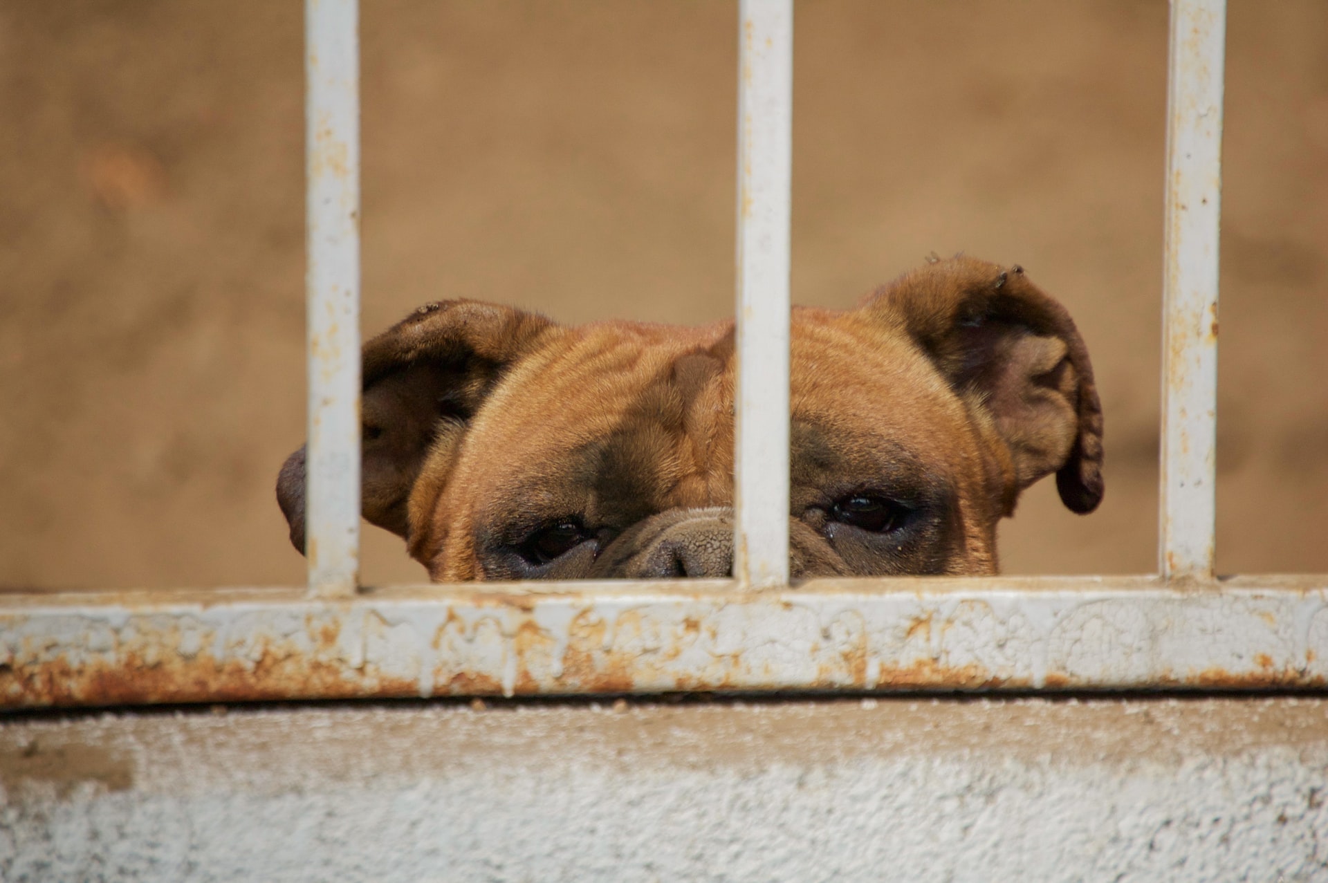 Brown dog looking through bars.  Are you trapped by fear?