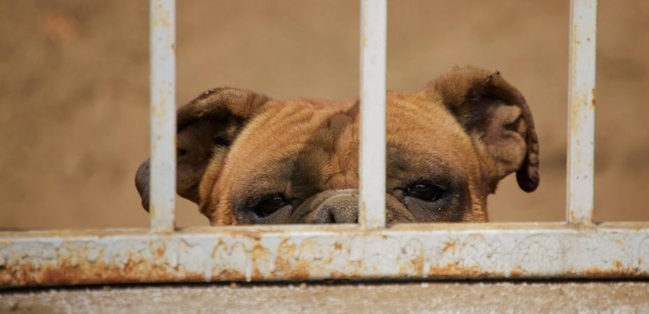 Are you trapped? A dog looks out through bars