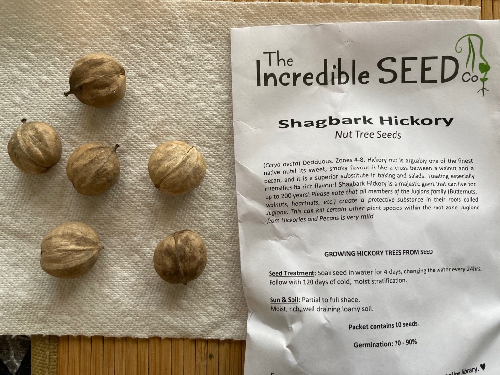 6 Shagbark Hickory nuts on a paper towel beside their seed package from the Incredible Seed Co