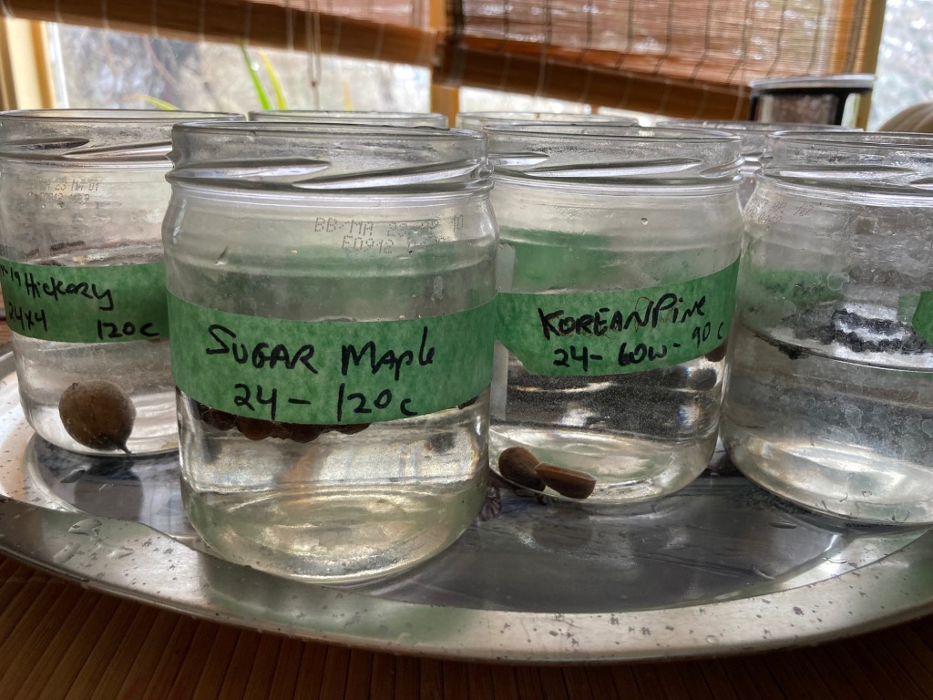 Glass jars on a tray that contain different tree seeds soaking in water.  Sugar Maple and Korean Pine are the two visible labels on the jar.